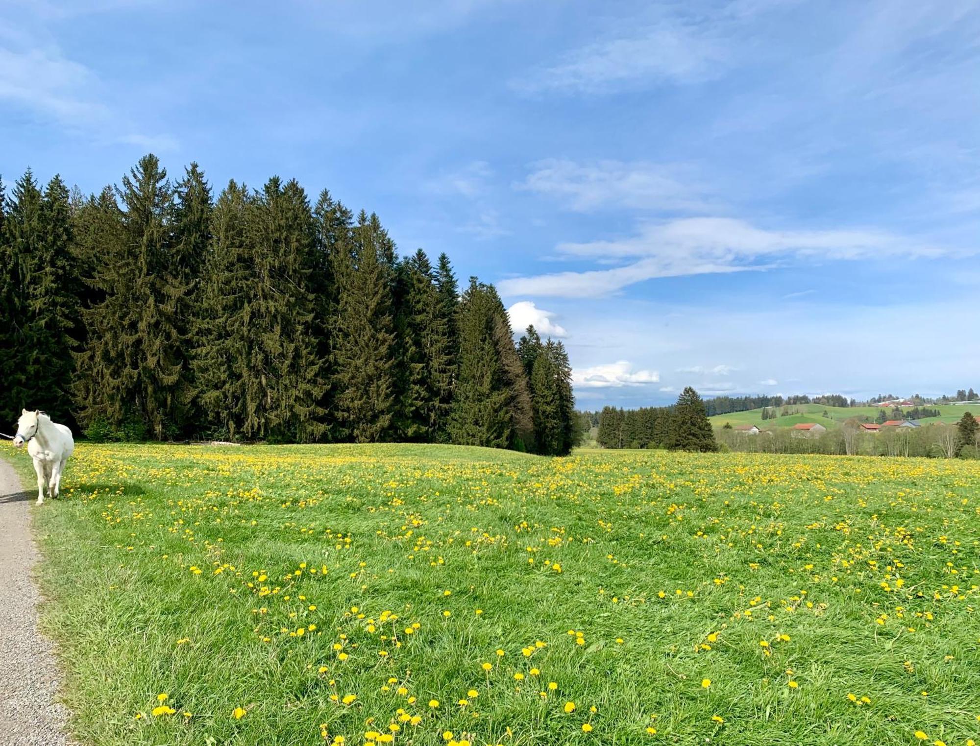 Lindners Hideaways - Bergnest Lodge - Bergblick Fewo 6 Pers Balkon Garten Hund Ski Unterkunft Luftkurort Oberreute Naehe Buchenegger Wasserfaelle Eistobel Bodensee Экстерьер фото